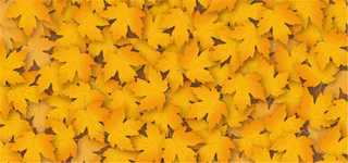 黄色枫叶背景高清