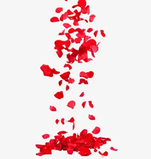 飘落的花瓣图片免抠