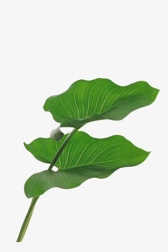 绿色大树叶纹理装饰免抠