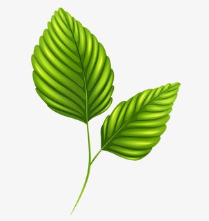 绿色纹理树叶免抠