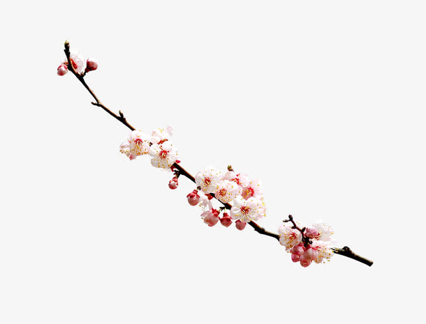 梅花免抠