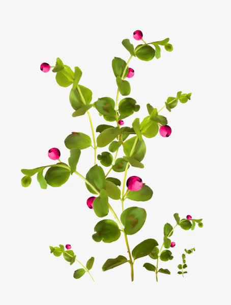 绿叶 绿花枝 花骨朵png素材免抠