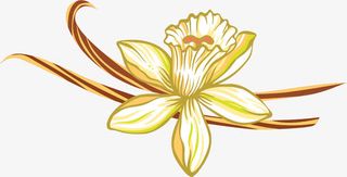 手绘花朵装饰图案免抠