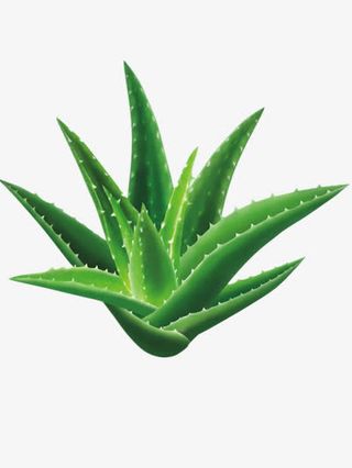 芦荟免抠