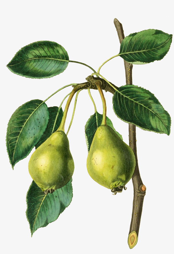 手绘带叶的新鲜鸭梨免抠