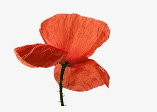 绽放的橘红色的虞美人免抠