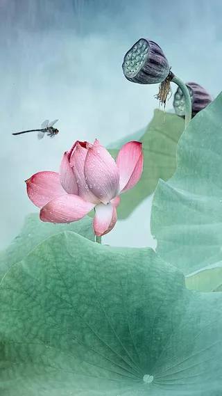 绿色水彩荷花手机端H5背景高清