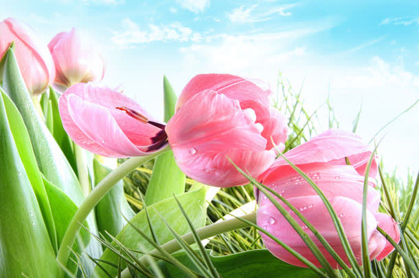 高清鲜花摄影免抠