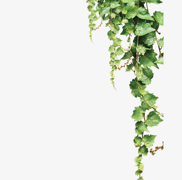 绿色的藤萝免抠