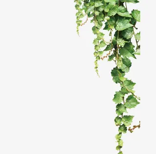 绿色的藤萝免抠
