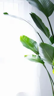 绿叶H5背景高清