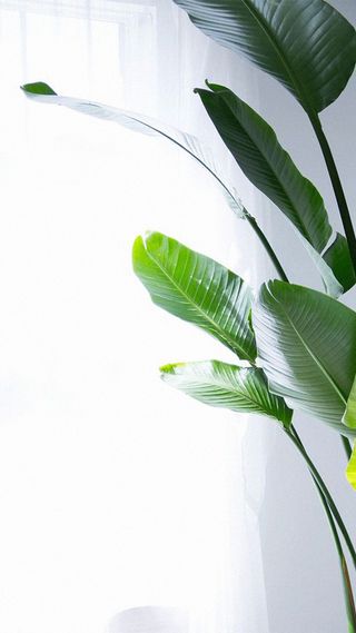 绿叶H5背景高清