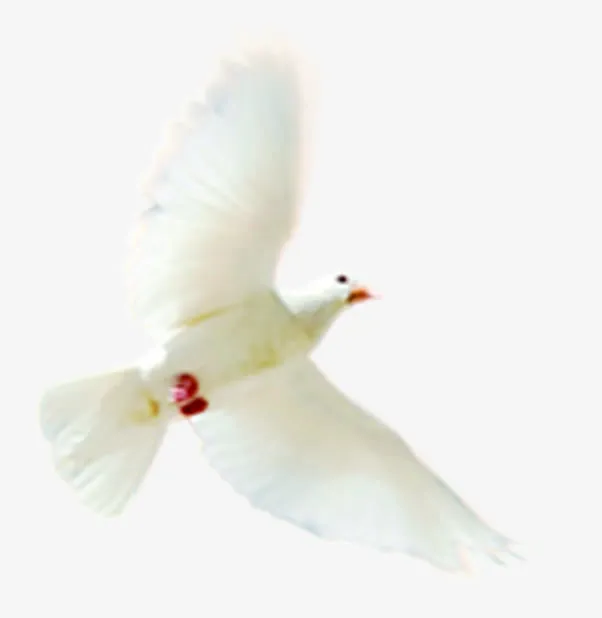 美好春天白鸽素材免抠装饰动物元素
