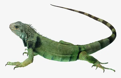 变色龙的真面目免抠