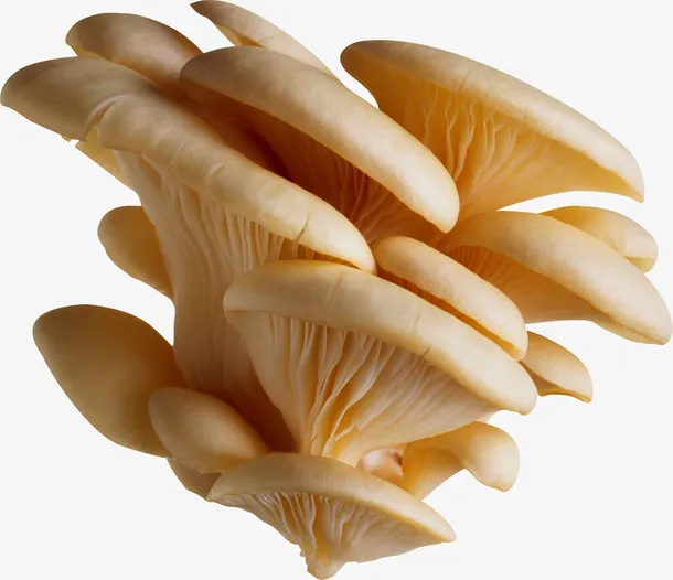 新鲜小蘑菇高清免抠
