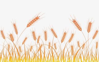 金黄色麦地图片免抠