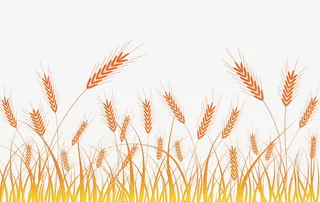 金黄色麦地图片免抠