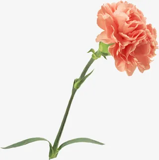 黄色节日花朵植物康乃馨免抠