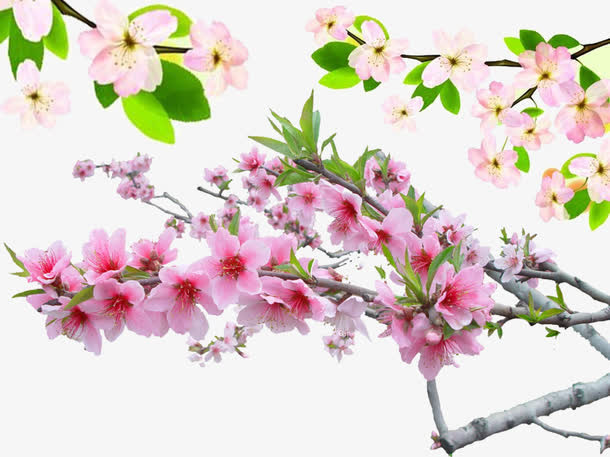 春天桃花免抠