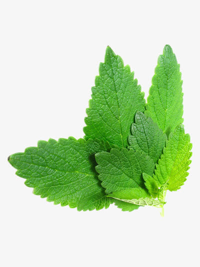 薄荷免抠