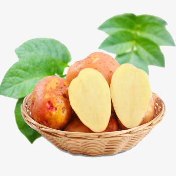 黄心小马铃薯免抠