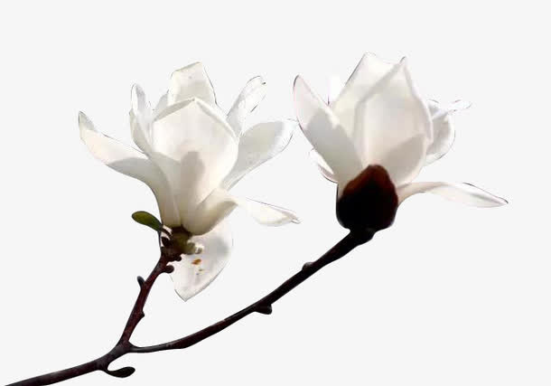 白色玉兰花免抠