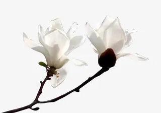 白色玉兰花免抠