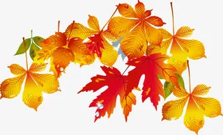枫叶免抠