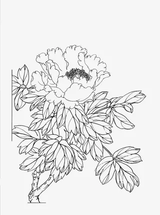 一朵牡丹花免抠