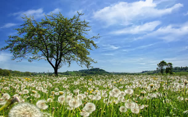 绿色青草蒲公英花田海报背景