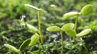 春天 四月 清明节 青团 海报 背景32