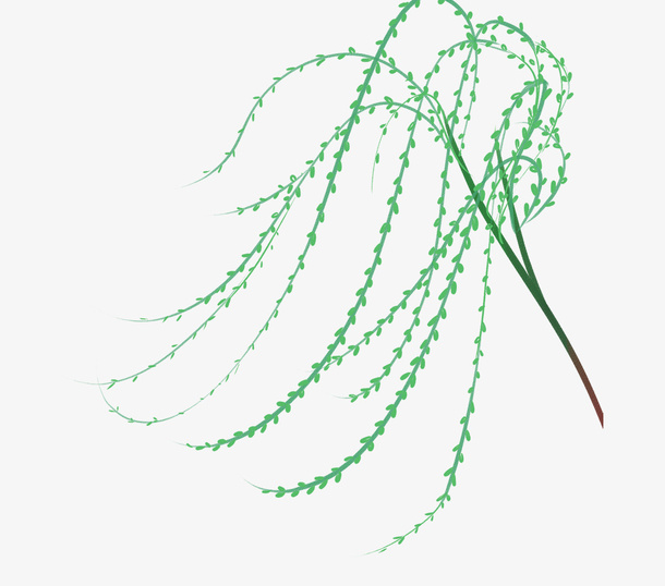 手绘春天植物插图柳枝柳条与树叶免抠