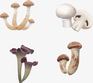 矢量手绘蘑菇免抠