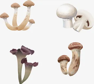 矢量手绘蘑菇免抠