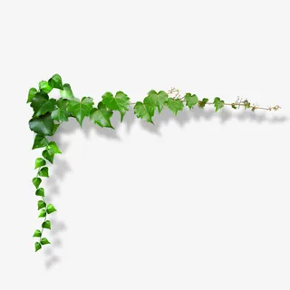 滕蔓边框免抠素材免抠