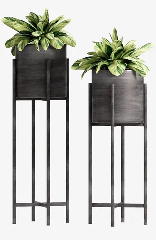 盆景装饰植物免抠