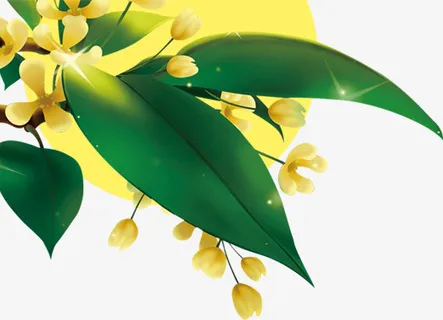 中秋桂花手绘装饰元素免抠