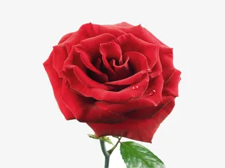 一朵美丽的玫瑰花免抠