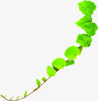 春天绿藤蔓植物装饰免抠