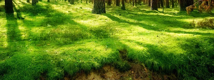 森林草地高清