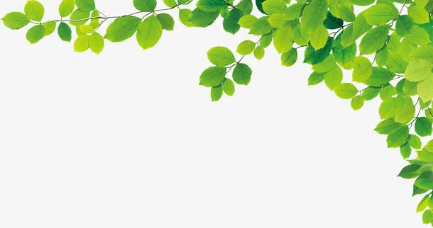 绿色树叶边角装饰免抠装饰植物元素