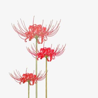 手绘三朵爱情花彼岸花免抠