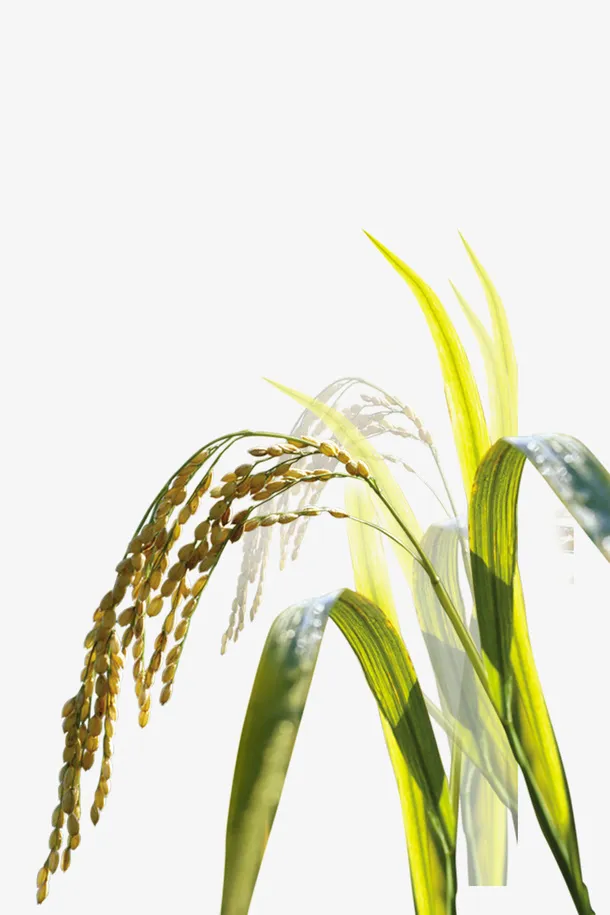 绿色雨水稻子免抠