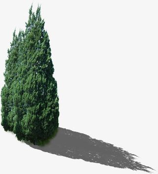 公园修剪春天植物大树免抠