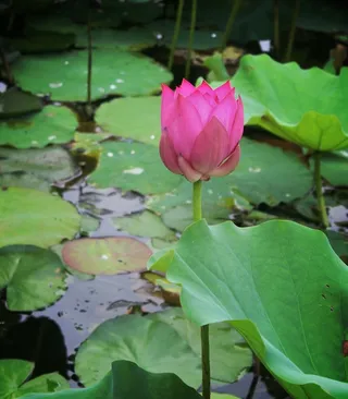 夏天的荷花二高清
