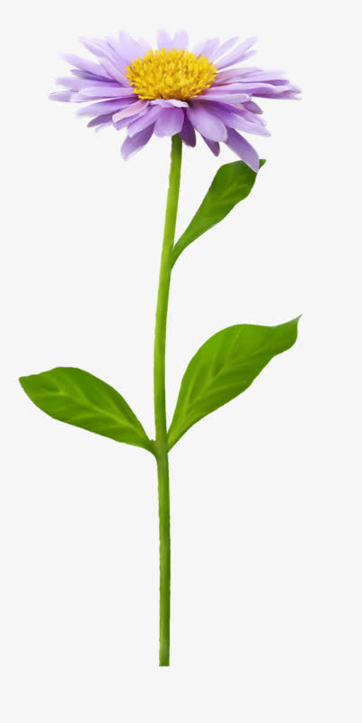 蓝花 黄色花蕊 png素材免抠