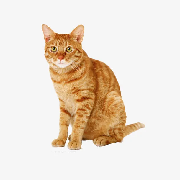 猫免抠