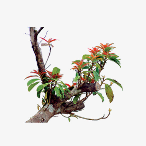 树枝免抠