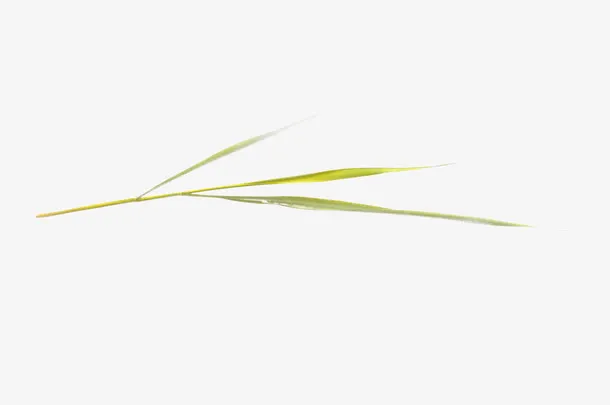 绿草装饰免抠