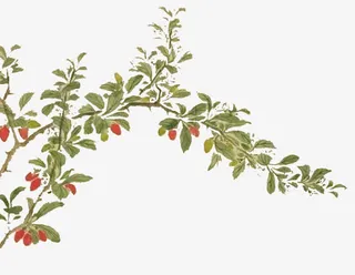 中国画枸杞免抠